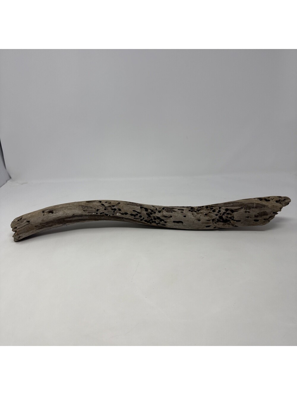 Driftwood With Little Holes And Barnacles 18” Long